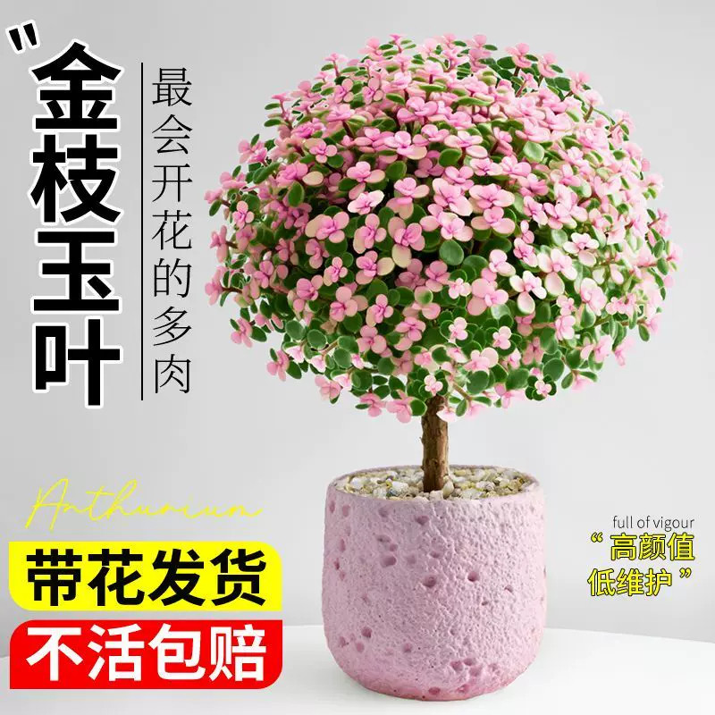 金枝玉叶开花多肉植物盆栽室内绿植含盆桌面小盆栽净化空气易养护图片