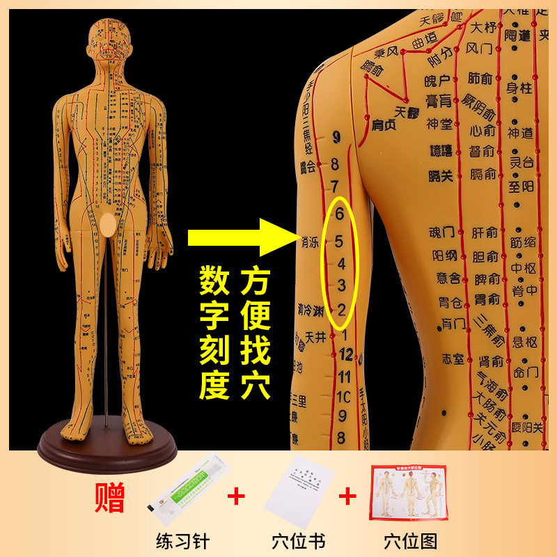 62cm高清刻字铜色针灸人体穴位男模型经络 中医美术教学男女小人