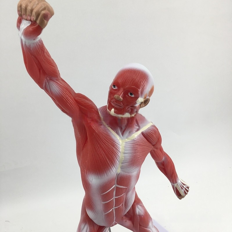 人体全身肌肉解剖模型教学展示人体肌肉人模型医学教具50CM