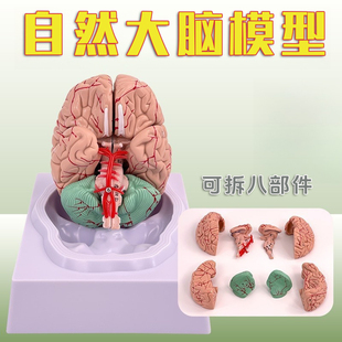人体大脑解剖脑功能分区皮层躯体构造结构图医学教学模型拆卸颅脑