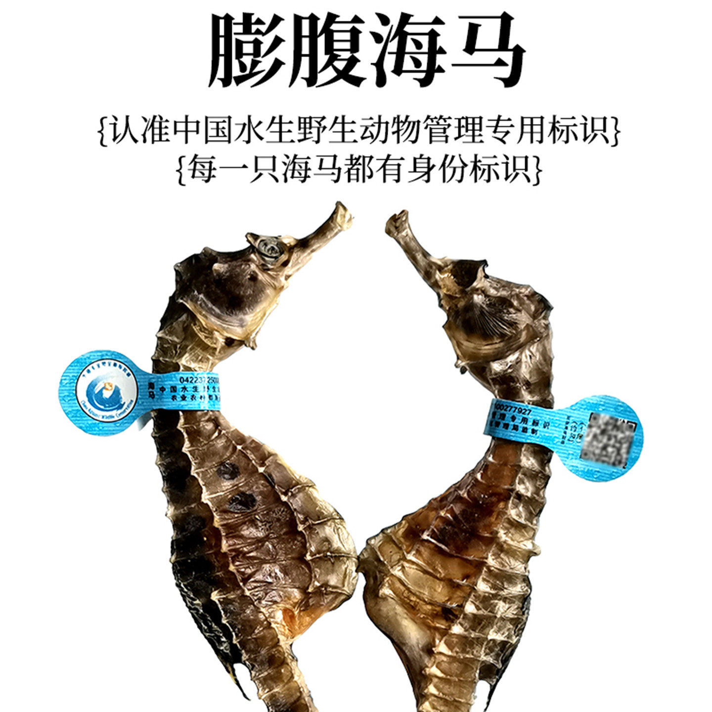 海马干货公母配对溯源正品田七成长汤包海龙泡酒组合杜仲月子汤