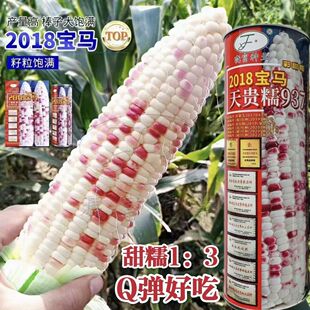 晓富彩甜糯2018宝马玉米种籽天贵糯937玉米种子大棒甜糯玉米种子