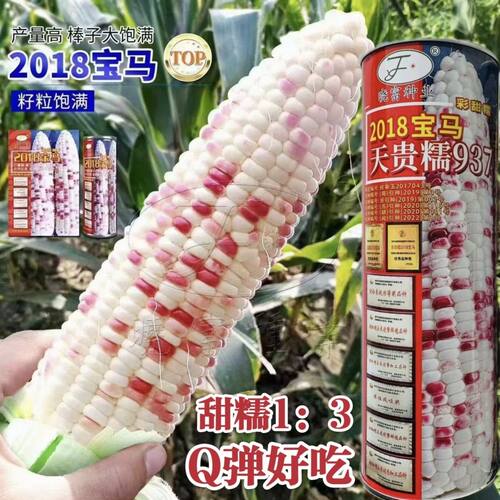 晓富彩甜糯2018宝马玉米种籽天贵糯937玉米种子大棒甜糯玉米种子