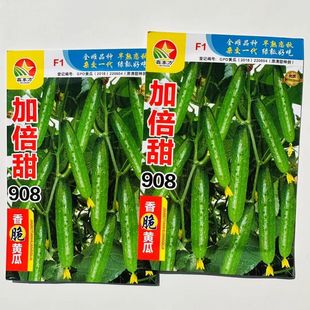 蔬菜瓜果四季黄瓜种子大全水果黄瓜种籽加倍甜908黄瓜籽庭院高产