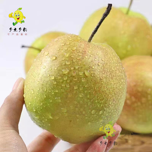 隰县玉露香梨山西特产山西玉露香梨原产地好吃脆甜多汁小西天梨