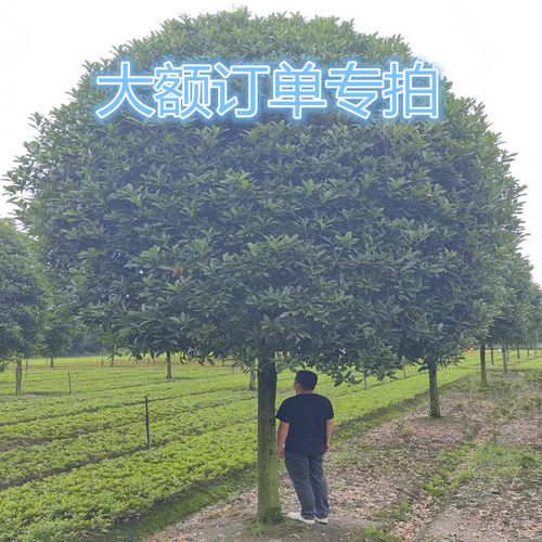 金桂丹桂四季桂花四季常青原生八月桂盆栽绿植花卉大额订单专用