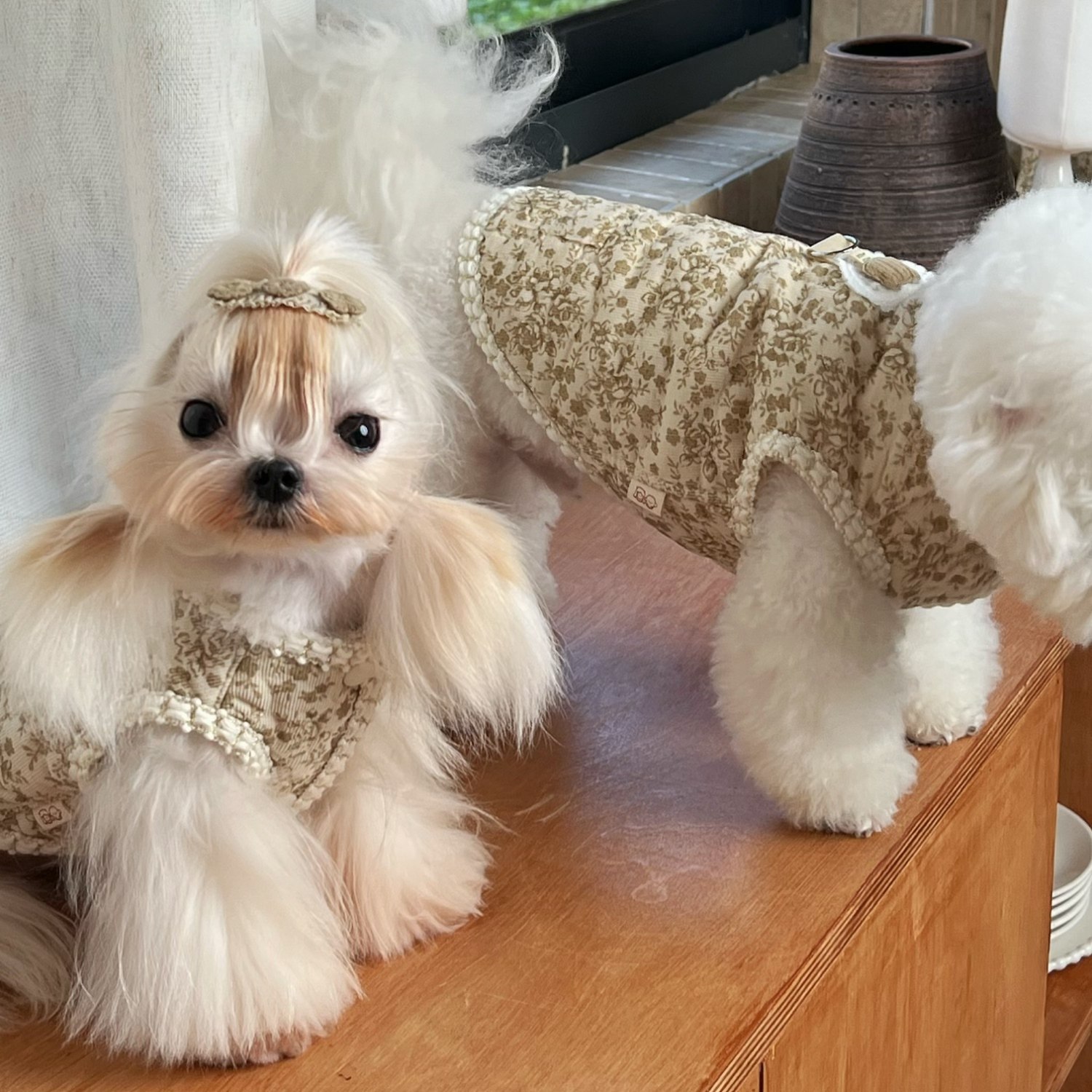 馨然宠物狗加绒保暖飞袖春季背心马甲外套ins韩风公主小型犬衣服,宠物/宠物食品及用品,狗宠物服装/雨衣,淘宝优惠券,粉丝福利购,淘宝优惠卷