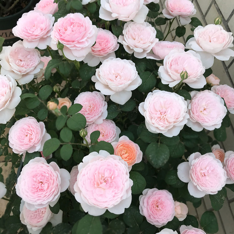 瑞典女王月季