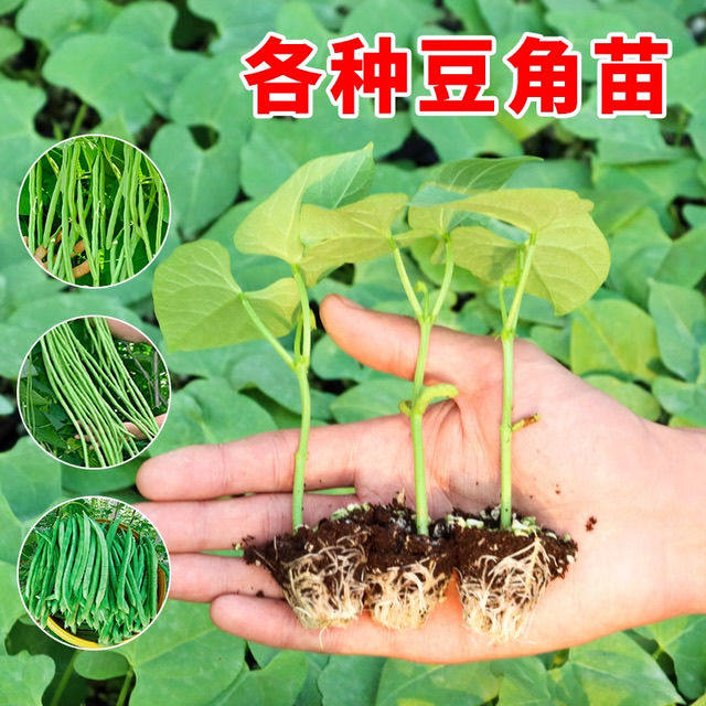 四季豆苗长豇豆苗豆角苗秧苗地栽盆栽庭院无架阳台高产带土豆角苗