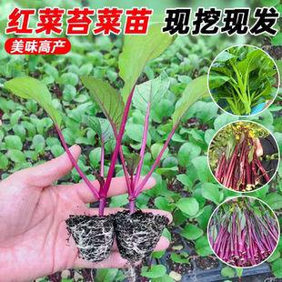 正宗红菜苔苗秧苗老品种青菜苔苗湖北洪山红油菜苔苗种子秋冬菜苗
