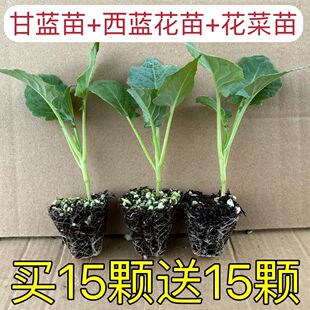 【寿光直发】花菜苗有机花菜秧苗西兰花苗牛心苗芹菜苗耐寒叶菜苗