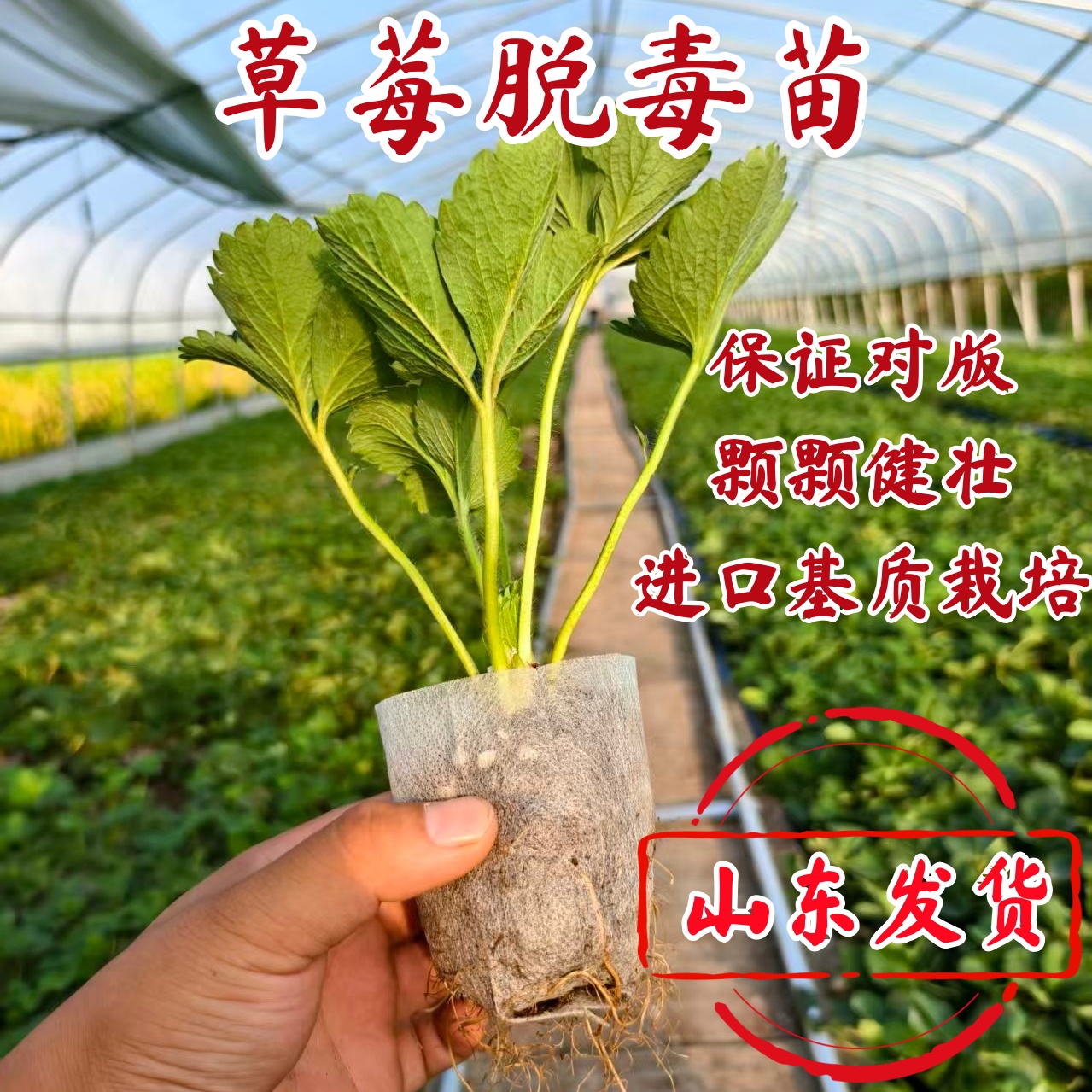奶油红颜草莓秧大棚种植盆栽