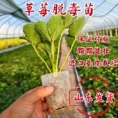 四季 山东直发 草莓苗奶油红颜草莓秧大棚种植草莓盆栽当年结果
