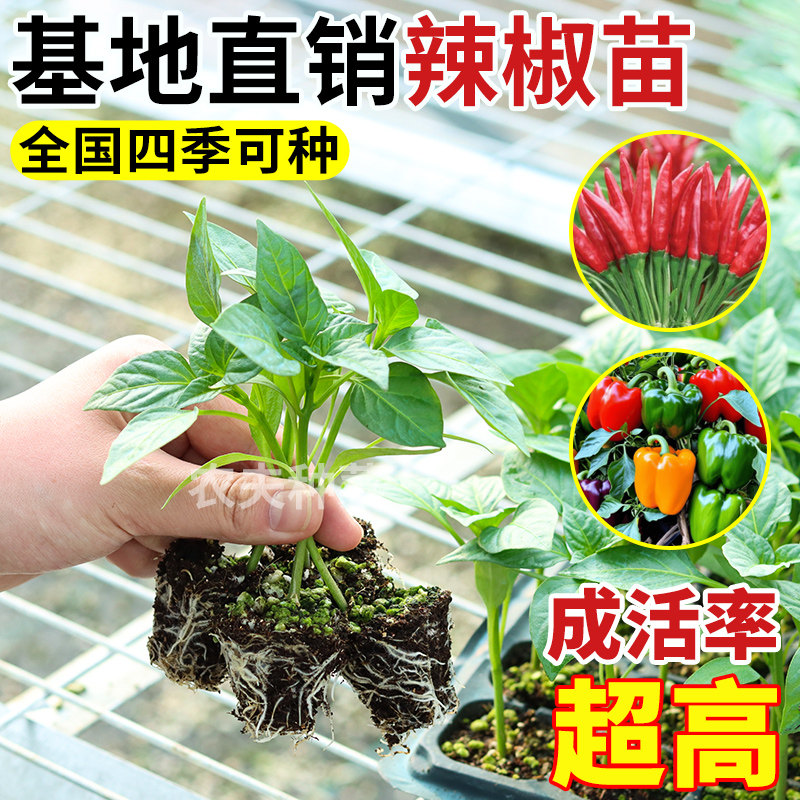 辣椒苗秧苗皱薄皮甜椒线椒树苗蔬菜苗樟树港茄子南方番茄盆栽种苗