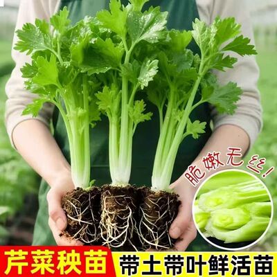 皇后西芹四季西芹四季香芹种子秋季盆栽阳台蔬菜种籽幼苗秧苗带土