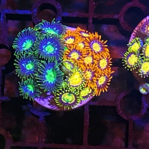 纽扣珊瑚多色拼盘新手入门lps软体珊瑚海缸荧光生物活的造景观赏
