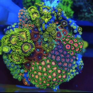 纽扣珊瑚人工新手长须鱼缸活的海水海缸大种生物拼盘观赏入门荧光