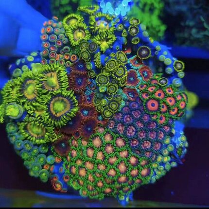 纽扣珊瑚人工新手长须鱼缸活的海水海缸大种生物拼盘观赏入门荧光