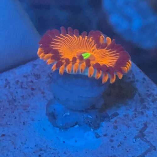 大种食人魔纽扣活体珊瑚海水缸新手入门好养彩色海水缸提色