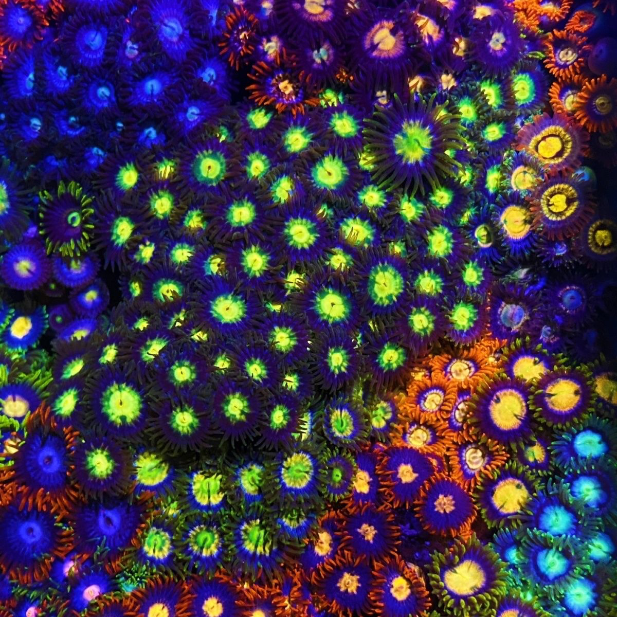 纽扣珊瑚人工新手长须鱼缸活的海水海缸大种生物拼盘观赏入门荧光