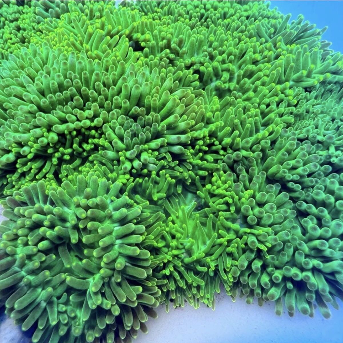 荧光绿须海葵珊瑚海缸生物软体珊瑚新手易养海洋生物珊瑚