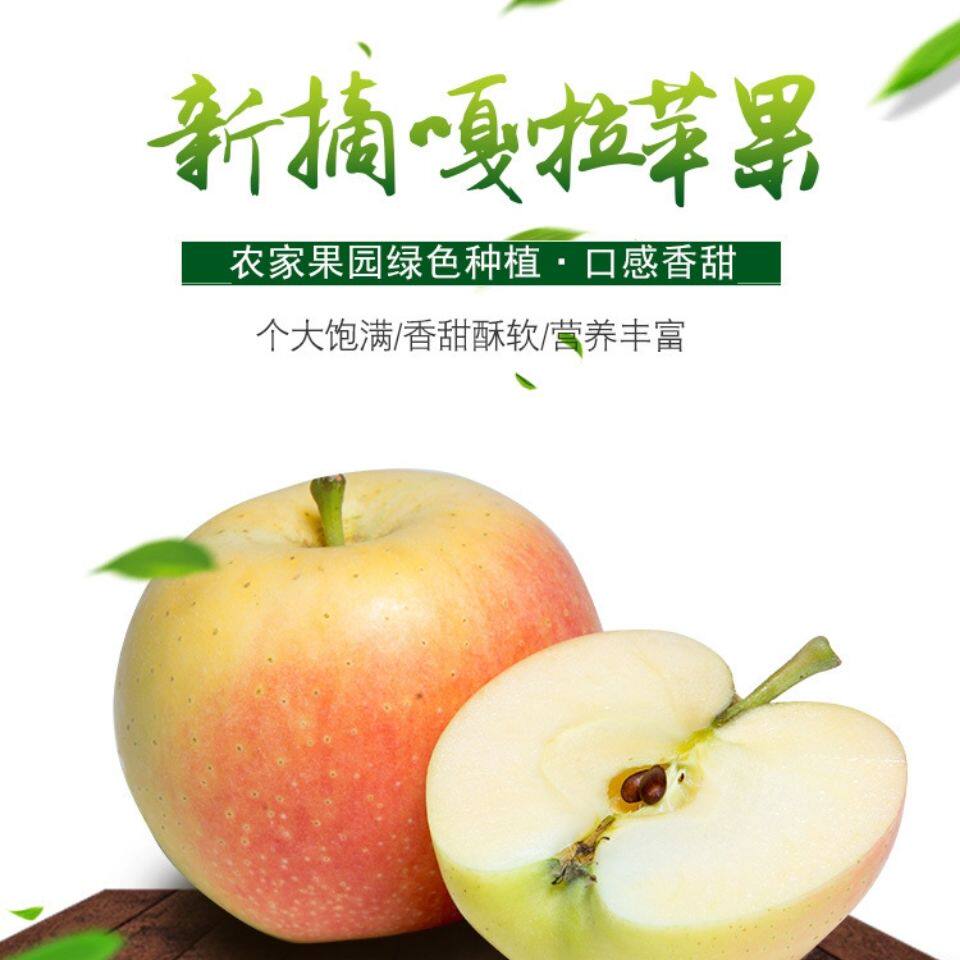 新疆阿克苏嘎拉苹果非冰糖心苹果新鲜现摘脆甜多汁顺丰产地直发
