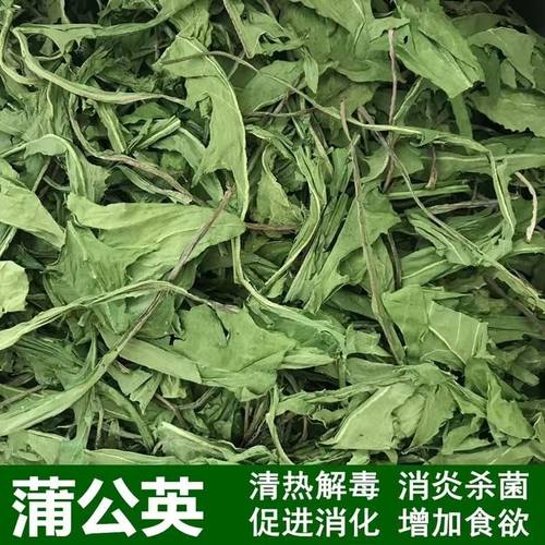 蒲公英烘干草清热解毒抗菌消炎