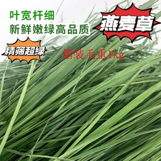 2024绿燕麦草国产澳麦牧草兔子龙猫豚鼠毛重1kg可代替提摩西干草