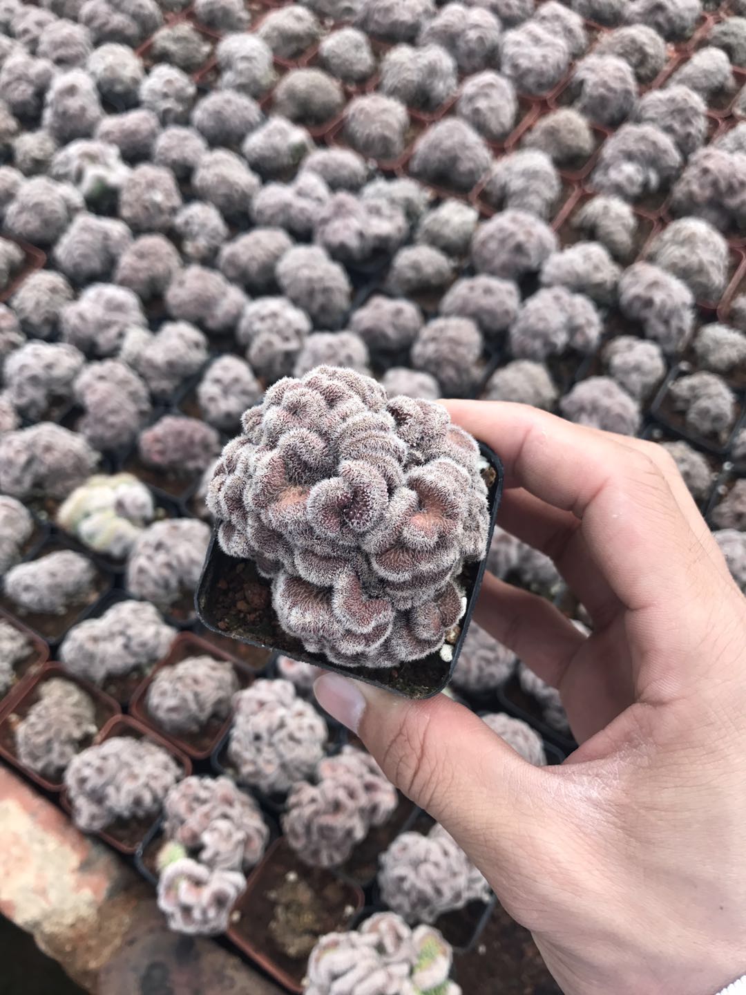 漳州嘟嘟仙人球红色自根红毯