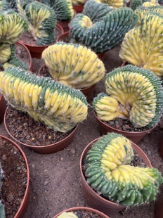 漳州嘟嘟仙人球【多闻柱缀化锦】批 发量大