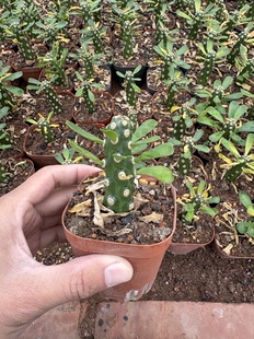 漳州嘟嘟仙人球【无刺霸王鞭】批发量大自根苗