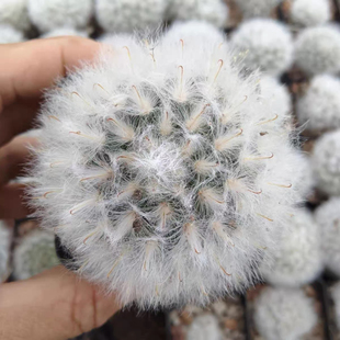 漳州嘟嘟仙人球【白云高砂】实生批发量大仙人球