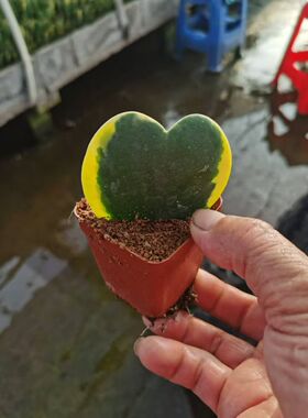 漳州嘟嘟多肉植物【心叶球兰锦】可绘画星心送人叶片仙人球批 发