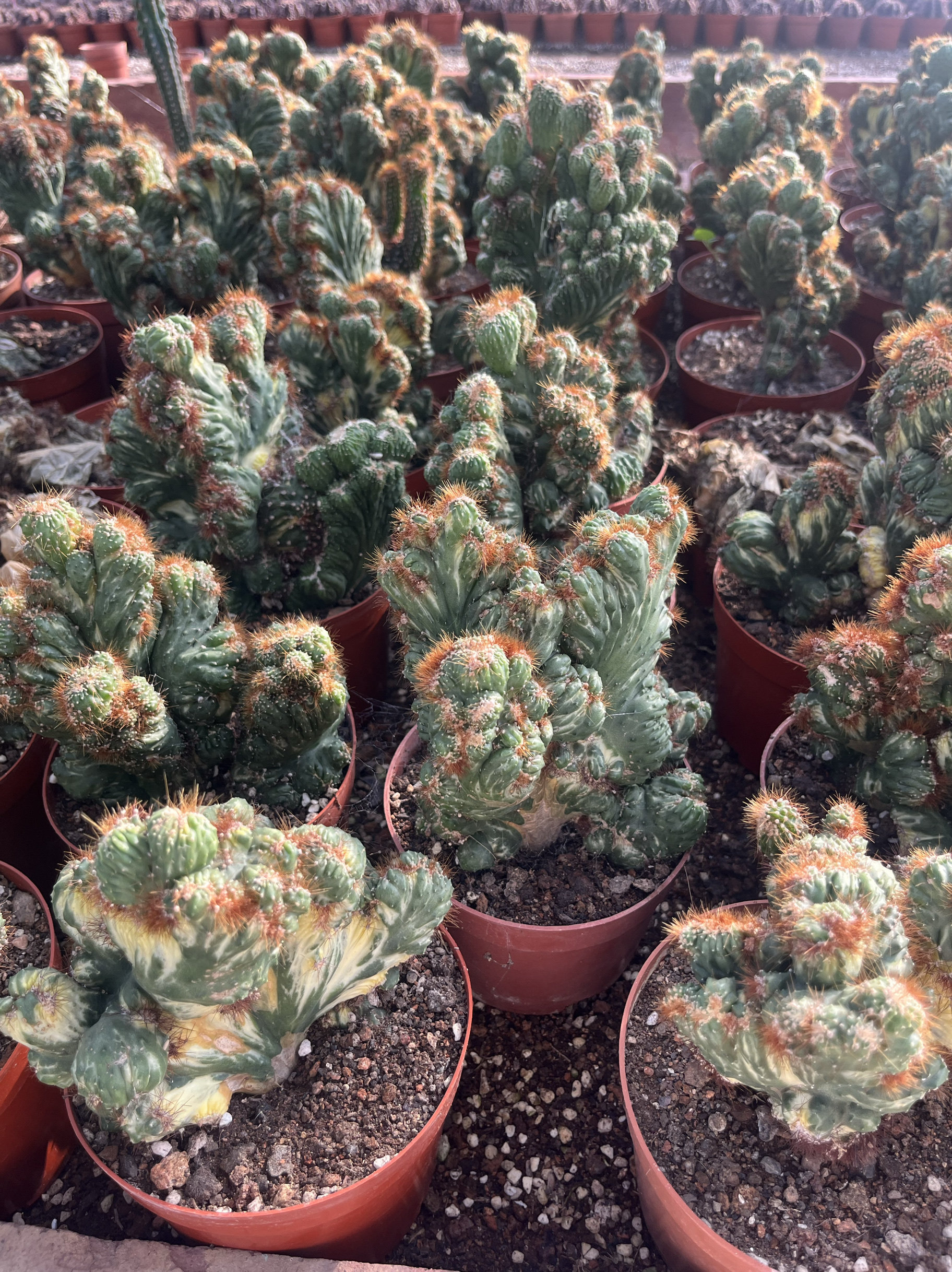 漳州嘟嘟仙人球【彩山影锦】仙人掌批发量大嫁接