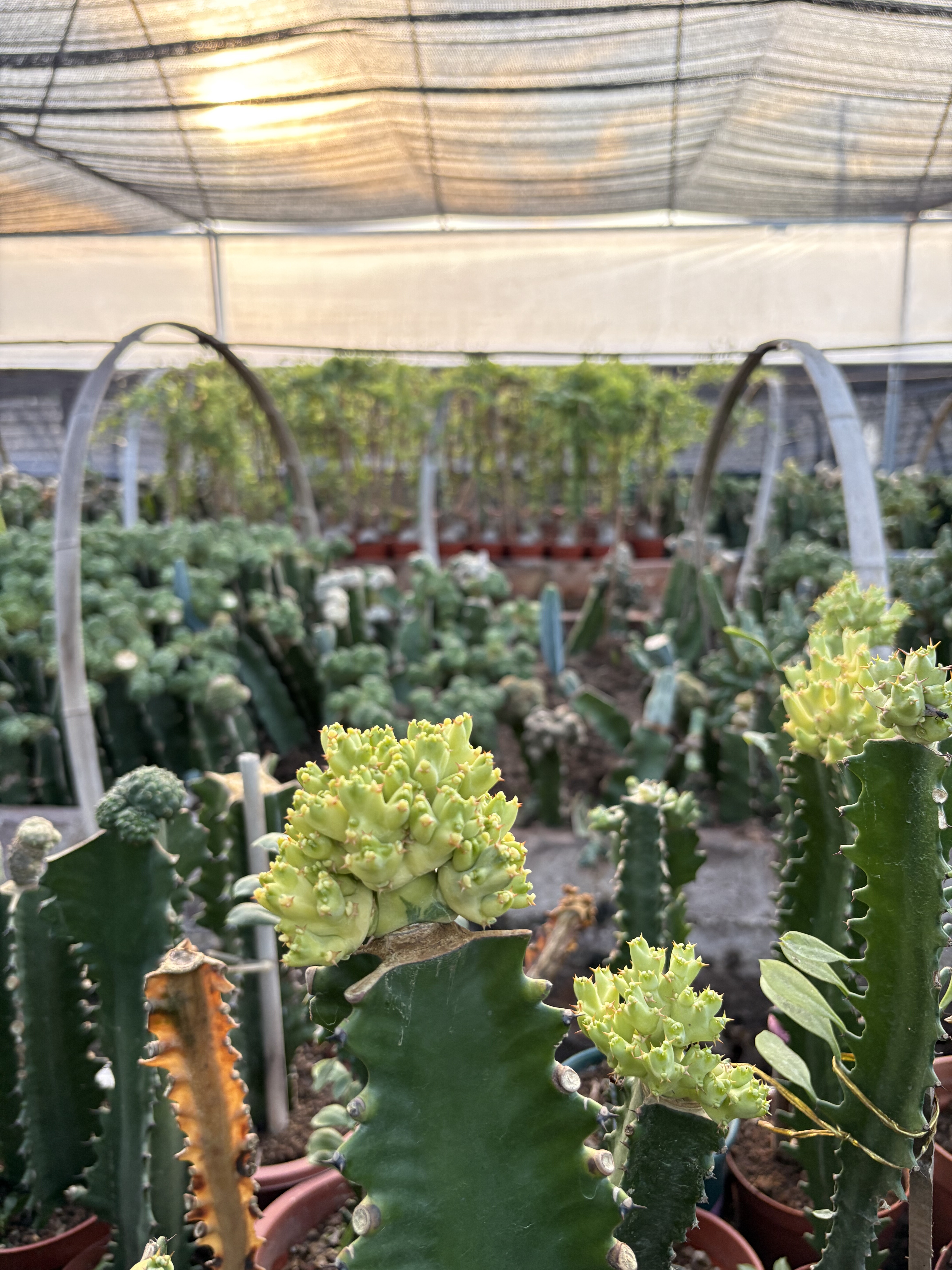 漳州嘟嘟仙人球【秋西大戟锦】秋熙大戟批发嫁接带砖木