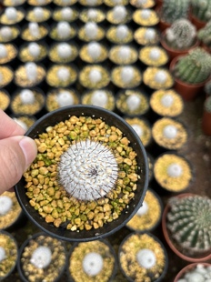 漳州嘟嘟仙人球【直刺佩雷】直刺培雷仙人球批 发