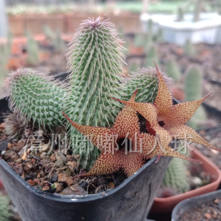 漳州嘟嘟仙人球【阿修罗】萝藦科剑龙角属四季绿植稀有多肉仙人球