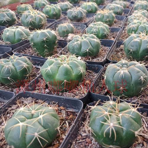 漳州嘟嘟多肉植物【】落地大棚