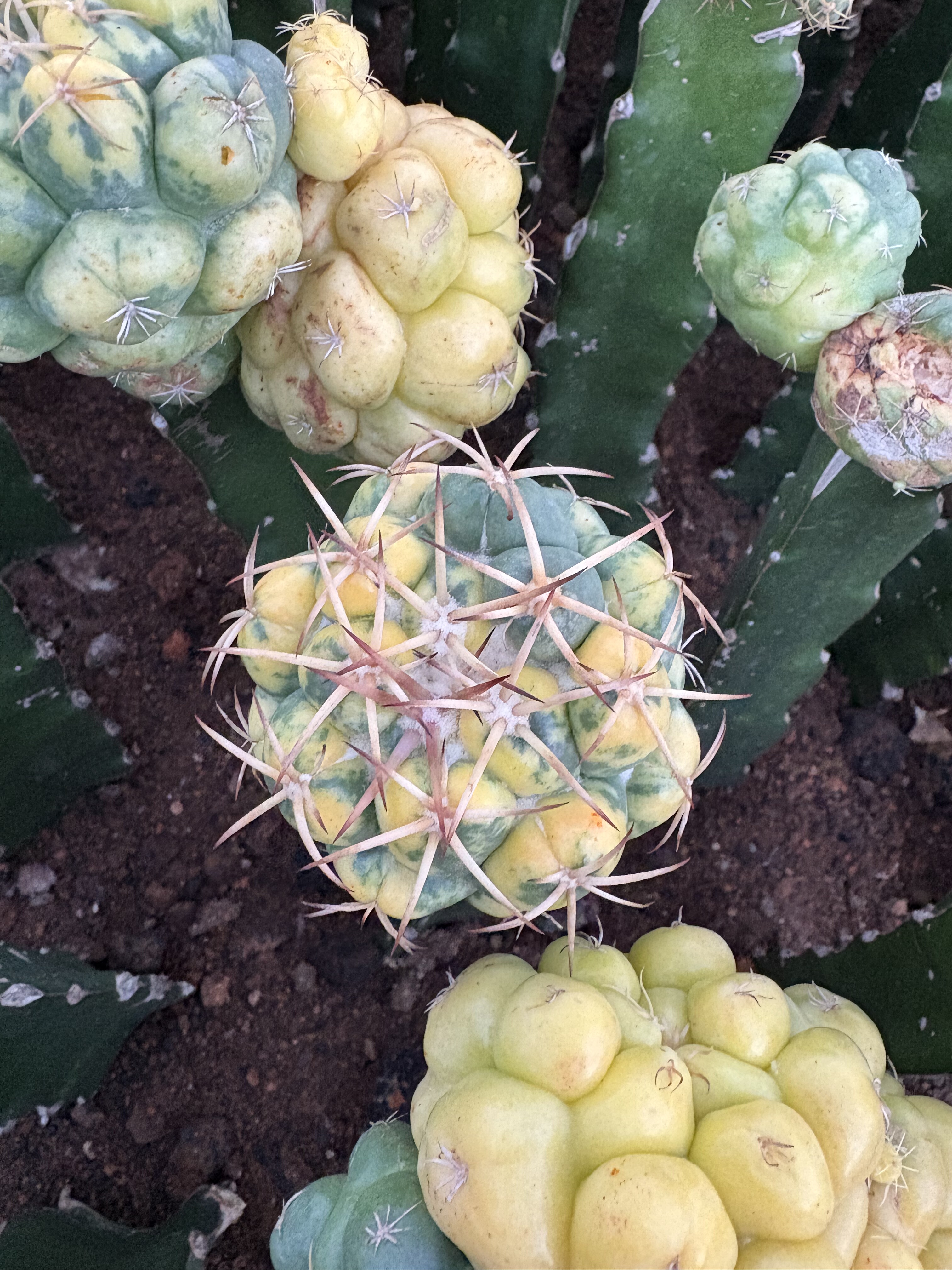 漳州嘟嘟仙人球【象牙锦嫁接】批发十个起发