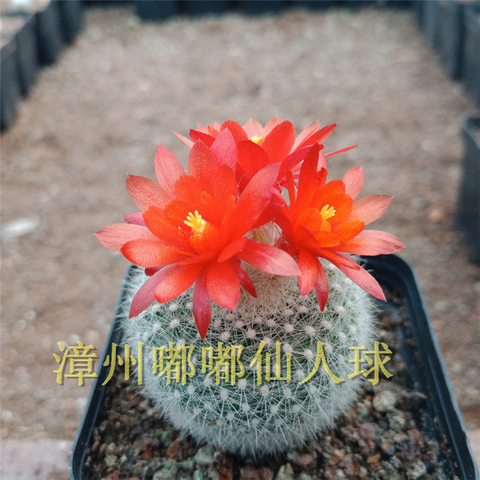 漳州嘟嘟多肉植物【白雪光】仙人球仙人掌类室内易养仙人球