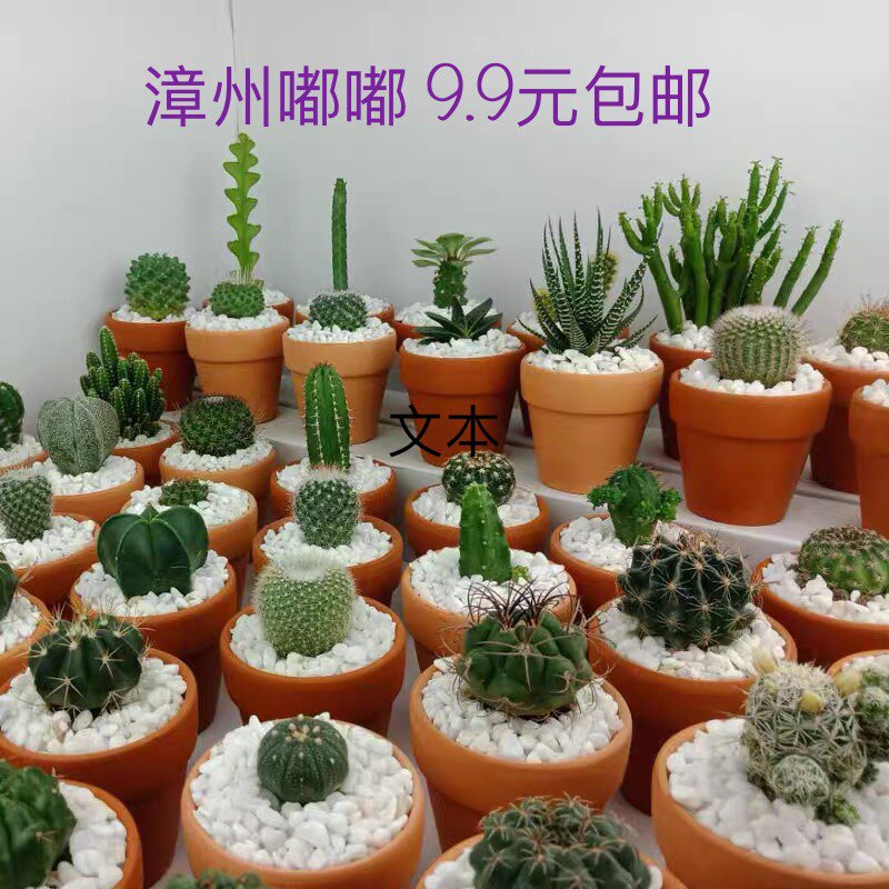 漳州嘟嘟仙人球【多种仙人球组合】开花球9.9元包邮鸾凤玉星兜玉