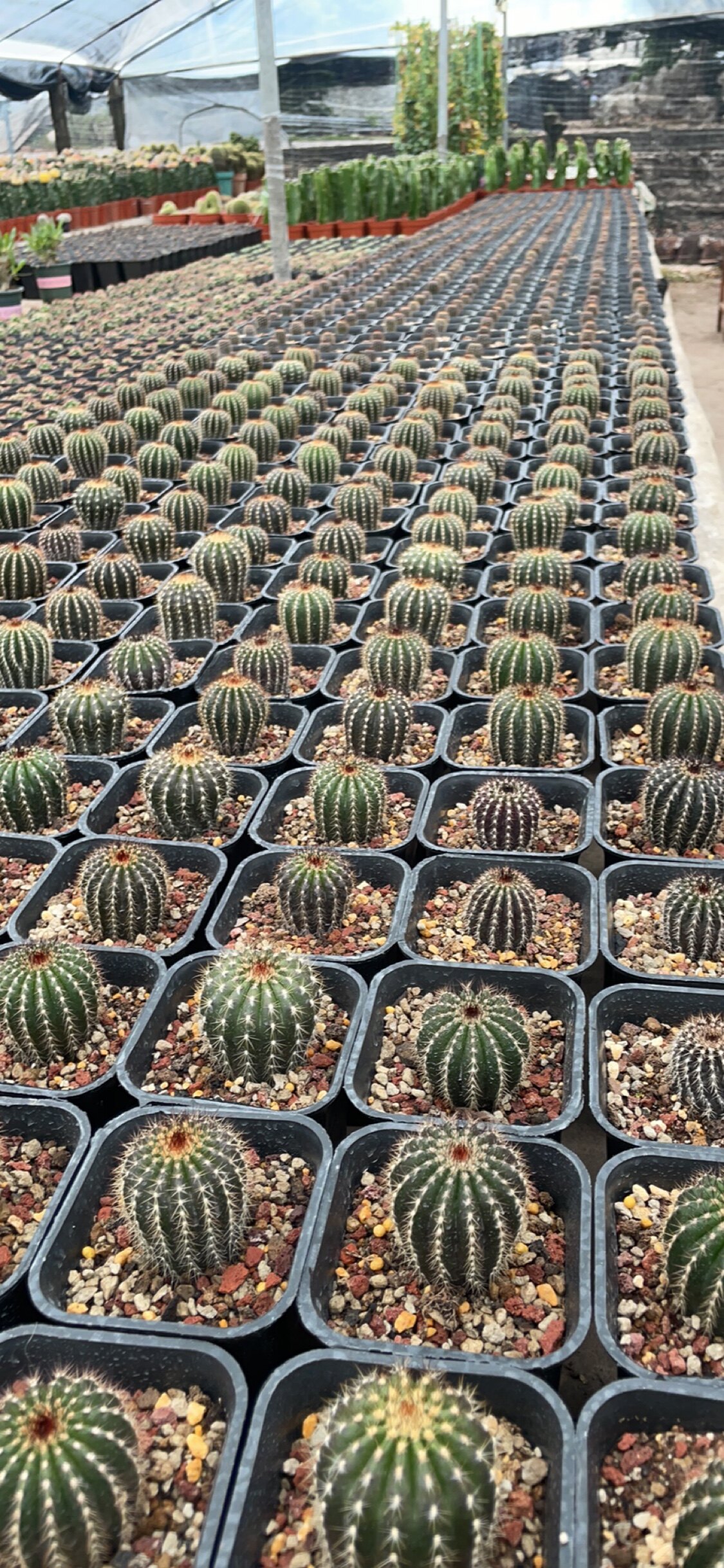 漳州嘟嘟仙人球【疣伯球】优博球实生带刺进口高贵品种