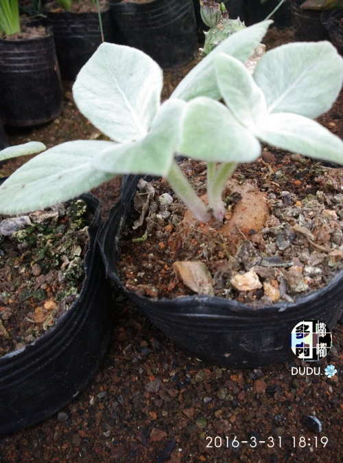 漳州多肉大棚批 发【断崖女王】大棚优质自种盆栽花卉防辐射进口