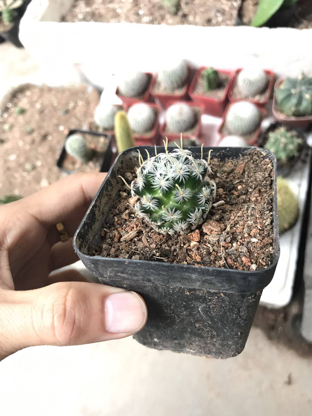 漳州嘟嘟仙人球【杜威丸】度为王批 发尊贵奇特品种自根杜伟万