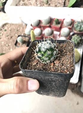 漳州嘟嘟仙人球【】王品种