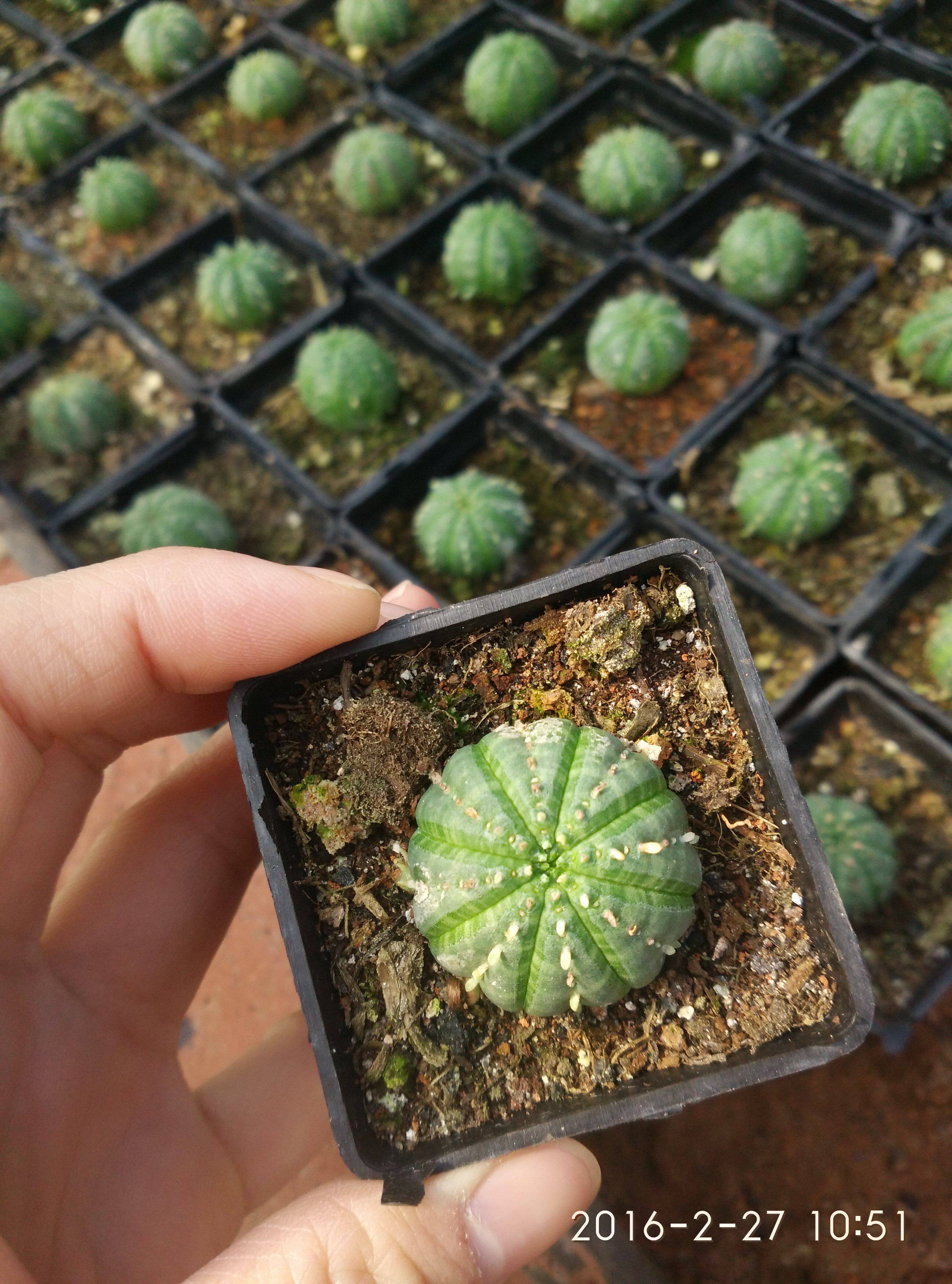 漳州嘟嘟多肉植物 【布纹球】仙人掌仙人球苗迷你仙人球