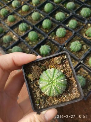 漳州嘟嘟仙人掌迷你多肉植物
