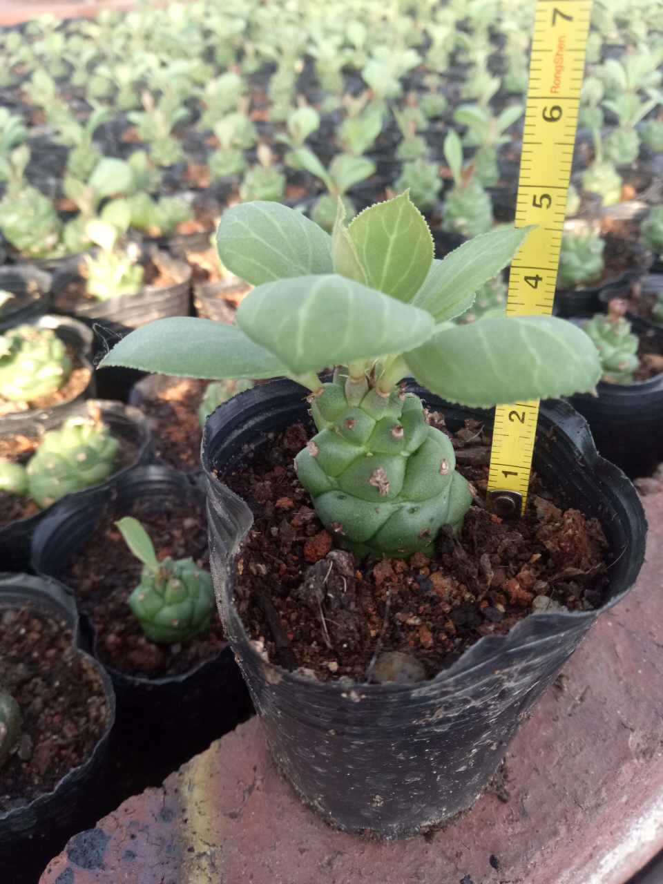 漳州嘟嘟仙人球批【将军阁】将军柱多肉植物批 发实生蒋俊阁绿植