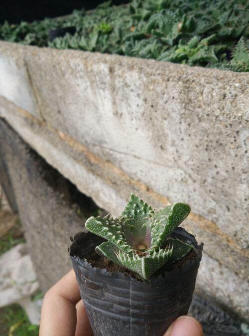 漳州嘟嘟仙人球【四海波】怒涛红批 发多肉植物园艺场大棚