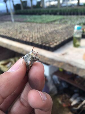漳州苗木仙人球多肉植物